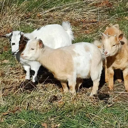 Séjour chez l'habitant La Canardière *